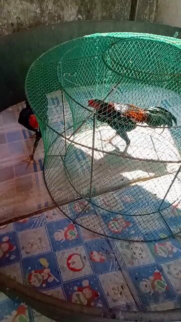 gà ô liên giáp. Mua bán Gà tại Quận Ngũ Hành Sơn Đà Nẵng được đăng bởi Gà Hay Non Nước hình 1