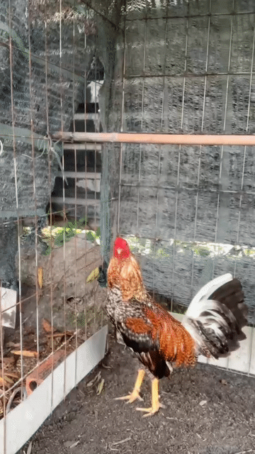cập gà cú tẻo. Mua bán Gà tại Thành phố Biên Hòa Đồng Nai được đăng bởi Quốc Huy hình 1