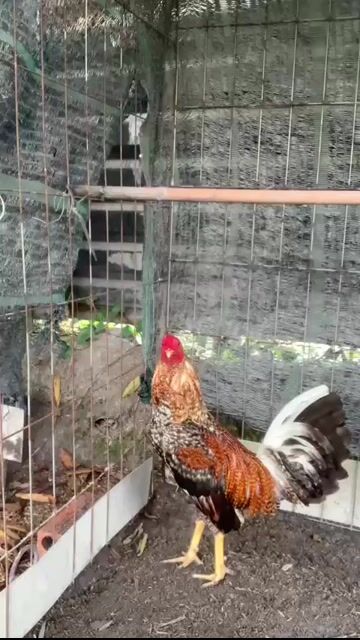 cập gà cú tẻo. Mua bán Gà tại Thành phố Biên Hòa Đồng Nai được đăng bởi Quốc Huy hình 1
