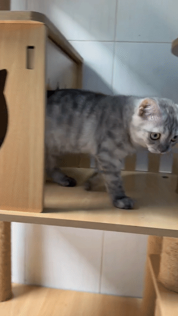 Mèo ALN cái 4 tháng silver tabby. Mua bán Mèo tại Quận Bình Tân Tp Hồ Chí Minh được đăng bởi Nhung Nguyễn hình 1