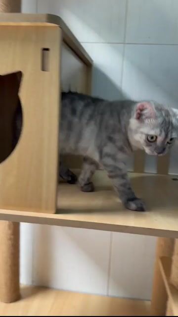 Mèo ALN cái 4 tháng silver tabby. Mua bán Mèo tại Quận Bình Tân Tp Hồ Chí Minh được đăng bởi Nhung Nguyễn hình 1