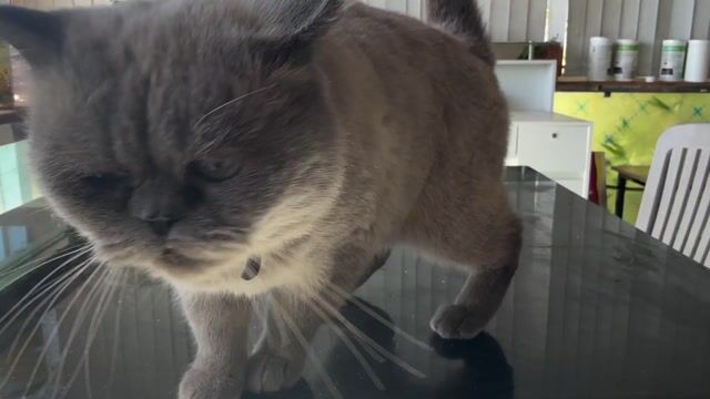 Mèo anh lông ngắn đực tiêm ngừa đầy đủ. Mua bán Mèo tại Thành phố Đà Lạt Lâm Đồng được đăng bởi Nguyễn đức tới hình 1