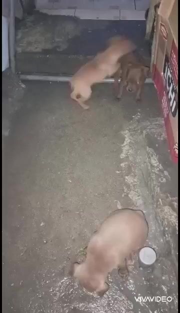 Phốc hươu nhà đẻ hơn 1 tháng tuổi
Còn bé bò sữa ạ. Mua bán Chó tại Quận Hoàng Mai Hà Nội được đăng bởi Trần Như Hiền hình 1