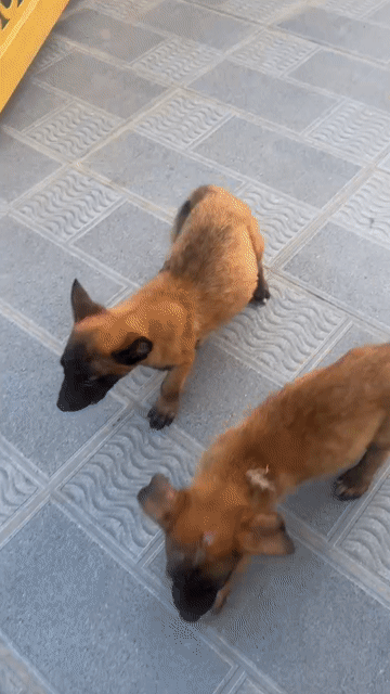 Chó Béc Giê Bỉ. Mua bán Chó tại Thành phố Dĩ An Bình Dương được đăng bởi Đạt Lê hình 1