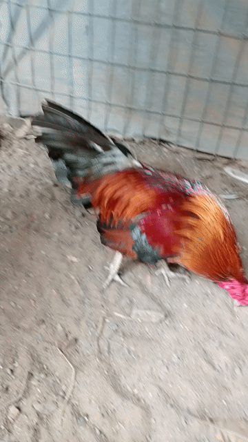 Gà chọi Đực 1.350kg Đỏ đen xanh. Mua bán Gà tại Huyện Hóc Môn Tp Hồ Chí Minh được đăng bởi long gà  hình 1