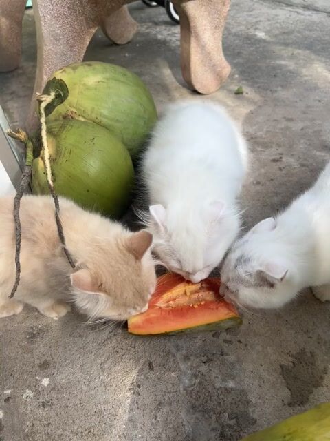 Mèo Anh lông dài Trắng. Mua bán Mèo tại Quận Ninh Kiều Cần Thơ được đăng bởi Ngọc Trinh  hình 1