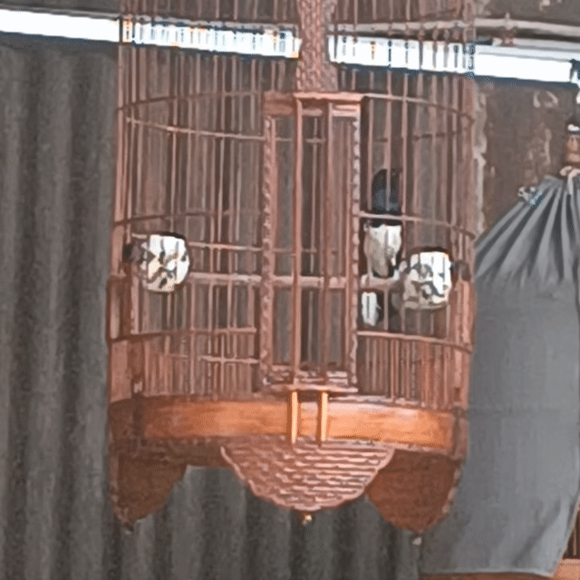 Chim Chòe than Đen Đuôi xòe 3 mùa. Mua bán Chim tại Quận 12 Tp Hồ Chí Minh được đăng bởi Hung Nguyen Ngoc Hung hình 1