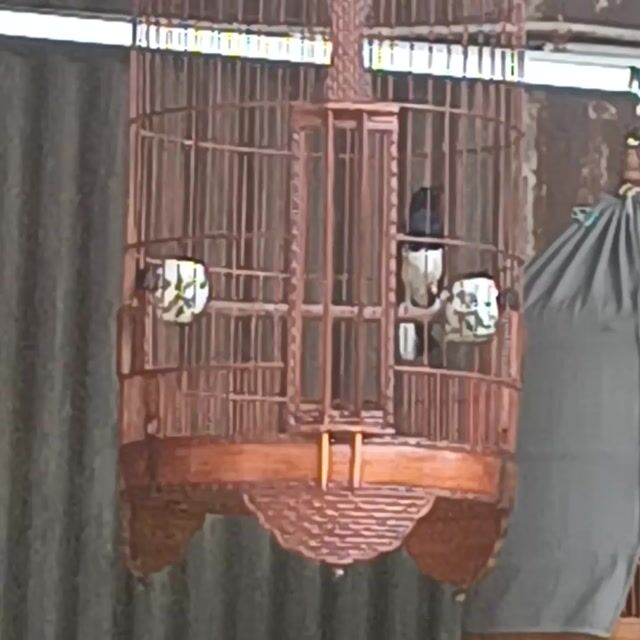 Chim Chòe than Đen Đuôi xòe 3 mùa. Mua bán Chim tại Quận 12 Tp Hồ Chí Minh được đăng bởi Hung Nguyen Ngoc Hung hình 1
