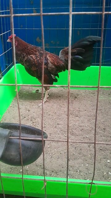 Gà tre 1kg Nâu đen. Mua bán Gà tại Quận 8 Tp Hồ Chí Minh được đăng bởi Huy hình 1