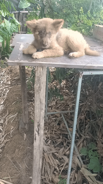 em xù Bắc xù Bắc Hà  vàng cháy . Mua bán Chó tại Huyện Mê Linh Hà Nội được đăng bởi Nguyễn duy hội  hình 1