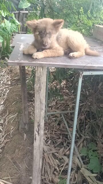 em xù Bắc xù Bắc Hà  vàng cháy . Mua bán Chó tại Huyện Mê Linh Hà Nội được đăng bởi Nguyễn duy hội  hình 1