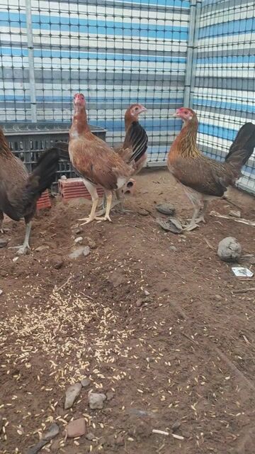 Gà mái tre. Mua bán Gà tại Huyện Chợ Gạo Tiền Giang được đăng bởi chí hình 1