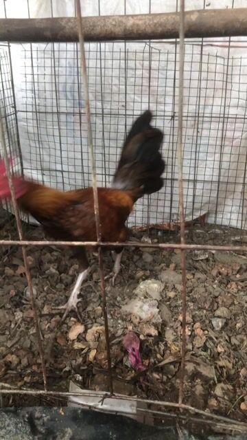 Gà chọi trống màu Nâu đỏ. Mua bán Gà tại Huyện Long Điền Bà Rịa - Vũng Tàu được đăng bởi Penalty hình 1