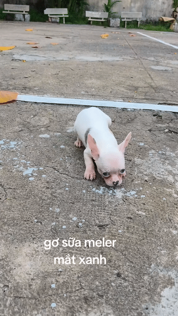 Chó Chihuahua cái . Mua bán Chó tại Quận 8 Tp Hồ Chí Minh được đăng bởi ZoZo House Chihuahua hình 1