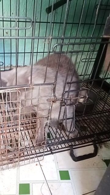 Mèo ăn rất khỏe về đẹp