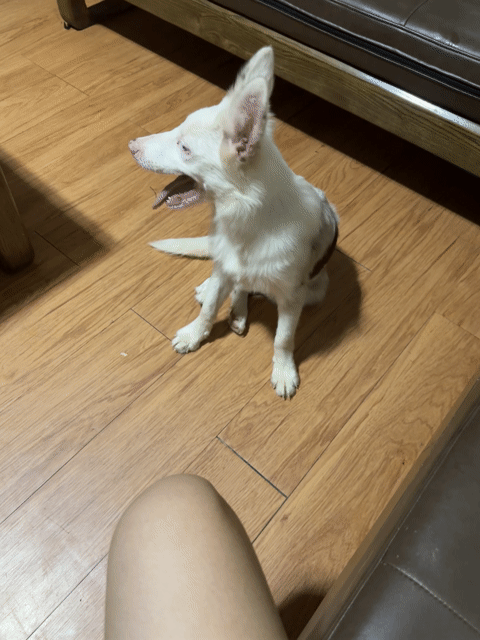 Chó Border Collie Cái Merle 4 tháng. Mua bán Chó tại Huyện Hương Khê Hà Tĩnh được đăng bởi Thư Đặng Thị Minh hình 1