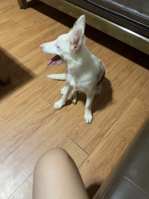 Chó Border Collie Cái Merle 4 tháng. Mua bán Chó tại Huyện Hương Khê Hà Tĩnh được đăng bởi Thư Đặng Thị Minh hình 1