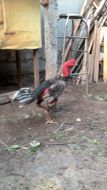 Gà chọi Bình Định đực. Mua bán Gà tại Huyện Trảng Bom Đồng Nai được đăng bởi huỳnh phương hình 1