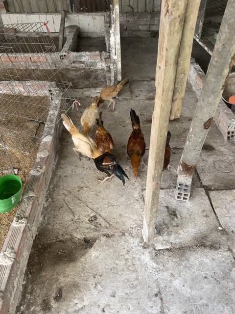 Gà tre Cuban lai 6 trống 1 mái. Mua bán Gà tại Huyện Bình Chánh Tp Hồ Chí Minh được đăng bởi Hiệp Kê  hình 1