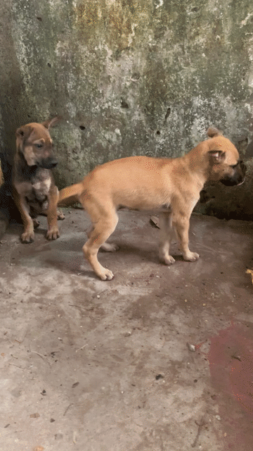 CHÓ TA LAI BEC 4 THÁNG. Mua bán Chó tại Quận Hoàng Mai Hà Nội được đăng bởi HÀ UYỂN NHI  hình 1