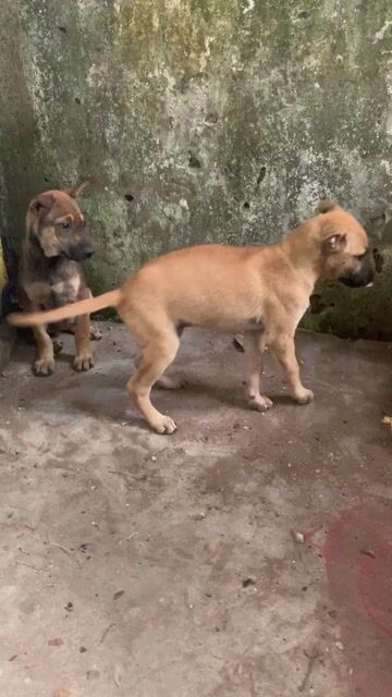 CHÓ TA LAI BEC 4 THÁNG. Mua bán Chó tại Quận Hoàng Mai Hà Nội được đăng bởi HÀ UYỂN NHI  hình 1