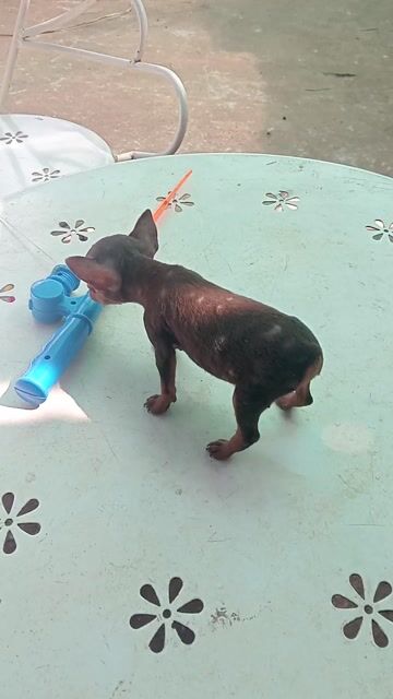Bé phốc hươu cái màu sô. Mua bán Chó tại Huyện Châu Đức Bà Rịa - Vũng Tàu được đăng bởi ko cần biết hình 1