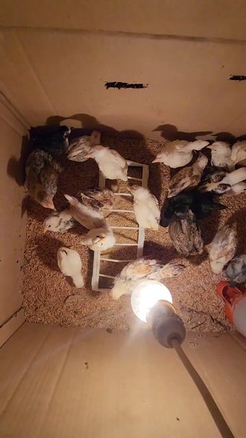 Gà Tre Bắc. Mua bán Gà tại Huyện Trảng Bom Đồng Nai được đăng bởi Phạm Hồng Phúc hình 1