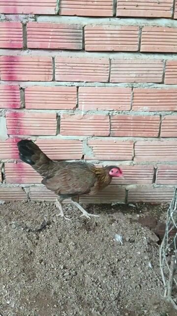 Gà tre lai Mỹ trống mái. Mua bán Gà tại Thành phố Mỹ Tho Tiền Giang được đăng bởi Nghĩa  hình 1