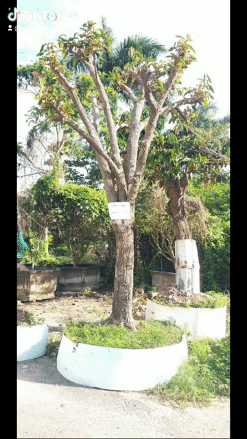 Cây vú sữa quả trắng sống khỏe. Mua bán Cây cảnh, đồ trang trí tại Quận 1 Tp Hồ Chí Minh được đăng bởi vũ thiên hình 1