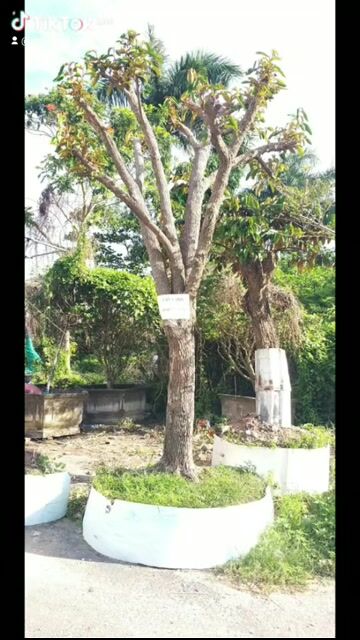 Cây vú sữa quả trắng sống khỏe. Mua bán Cây cảnh, đồ trang trí tại Quận 1 Tp Hồ Chí Minh được đăng bởi vũ thiên hình 1