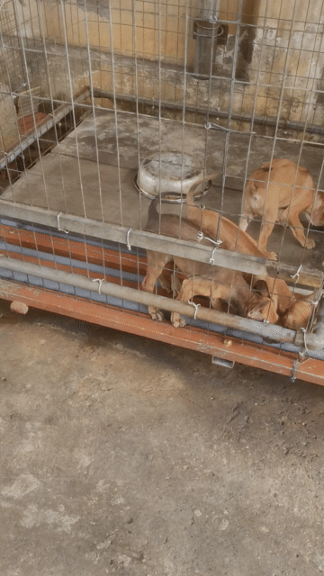 Chó Phú Quốc Vàng Đực/ Cái 2 tháng. Mua bán Chó tại Thành phố Biên Hòa Đồng Nai được đăng bởi Nhanbh hình 1