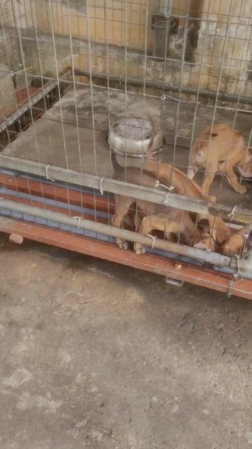 Chó Phú Quốc Vàng Đực/ Cái 2 tháng. Mua bán Chó tại Thành phố Biên Hòa Đồng Nai được đăng bởi Nhanbh hình 1