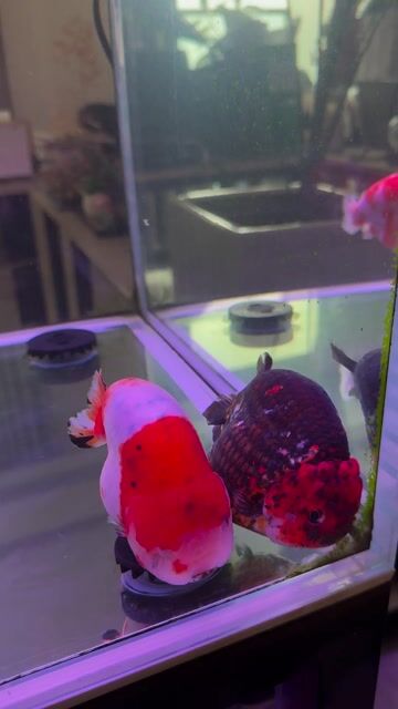Cá Ranchu Đỏ Trắng Đen 4-6 ngón Size vip rồ. Mua bán Thú cưng khác tại Quận 7 Tp Hồ Chí Minh được đăng bởi Trương Đạt hình 1