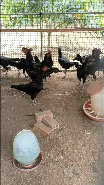 Gà giống nhỏ trống 2 tháng đã tiêm. Mua bán Gà tại Huyện Củ Chi Tp Hồ Chí Minh được đăng bởi Quân hình 1