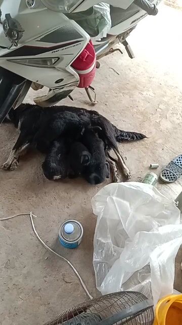 Chó cỏ màu Đen. Mua bán Chó tại Huyện Hàm Thuận Nam Bình Thuận được đăng bởi dfvdsg dfdgfdg hình 1