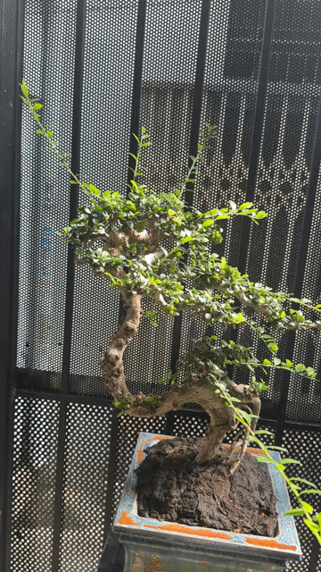 Cây cảnh Sam núi trái Bonsai Khỏe mạnh. Mua bán Cây cảnh, đồ trang trí tại Quận Bình Thạnh Tp Hồ Chí Minh được đăng bởi Nguyễn Khánh Duy hình 1