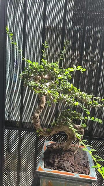 Cây cảnh Sam núi trái Bonsai Khỏe mạnh. Mua bán Cây cảnh, đồ trang trí tại Quận Bình Thạnh Tp Hồ Chí Minh được đăng bởi Nguyễn Khánh Duy hình 1