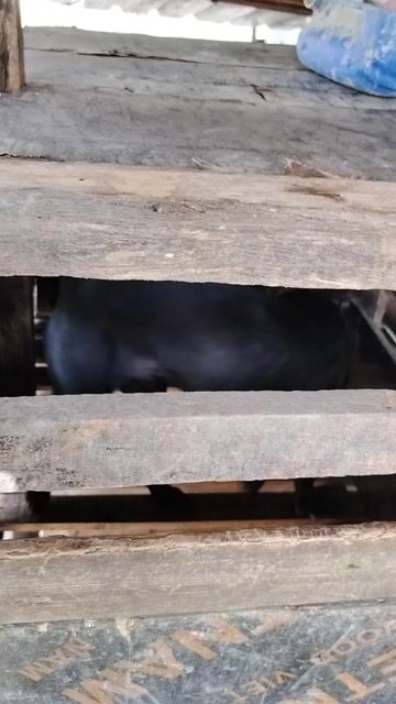 Nhà có 2 con chó. Mua bán Chó tại Huyện Long Thành Đồng Nai được đăng bởi Van danh hình 1