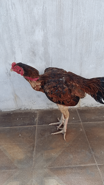 Gà chọi bịp 2.9kg. Mua bán Gà tại Quận Hải Châu Đà Nẵng được đăng bởi nha hình 1