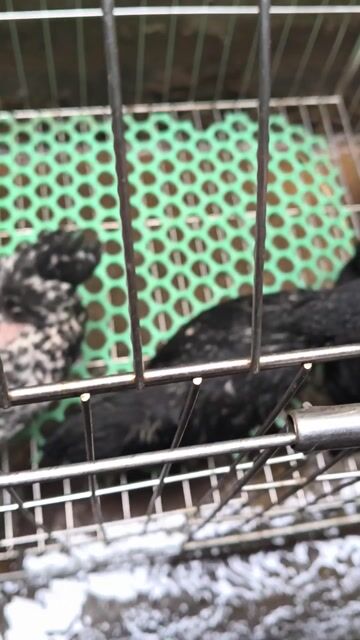 Gà tre bắc cộc trống 2 tháng. Mua bán Gà tại Huyện Thường Tín Hà Nội được đăng bởi Nguyễn Thắng hình 1