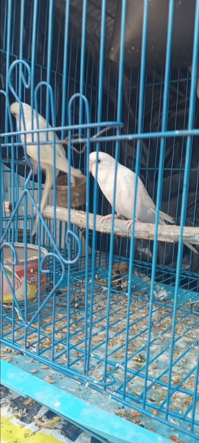 Chim yến phụng Trắng Một cặp. Mua bán Chim tại Huyện Hóc Môn Tp Hồ Chí Minh được đăng bởi Như Lê hình 1