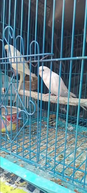 Chim yến phụng Trắng Một cặp. Mua bán Chim tại Huyện Hóc Môn Tp Hồ Chí Minh được đăng bởi Như Lê hình 1