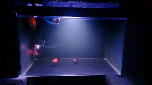 hồ 60-40-40 đèn , lọc , cá . Mua bán Thú cưng khác tại Huyện Phong Điền Cần Thơ được đăng bởi hiếu hình 1