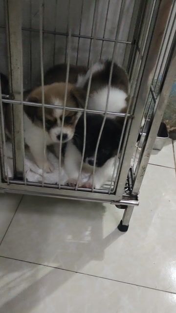 Chó Corggi F1 nhiều màu. Mua bán Chó tại Quận Bình Thạnh Tp Hồ Chí Minh được đăng bởi Tommylee hình 1