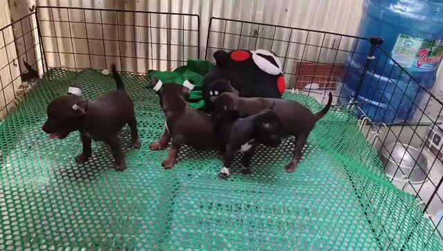 Chó Phốc Hươu đực 2 tháng 1 mũi. Mua bán Chó tại Quận 5 Tp Hồ Chí Minh được đăng bởi an hình 1