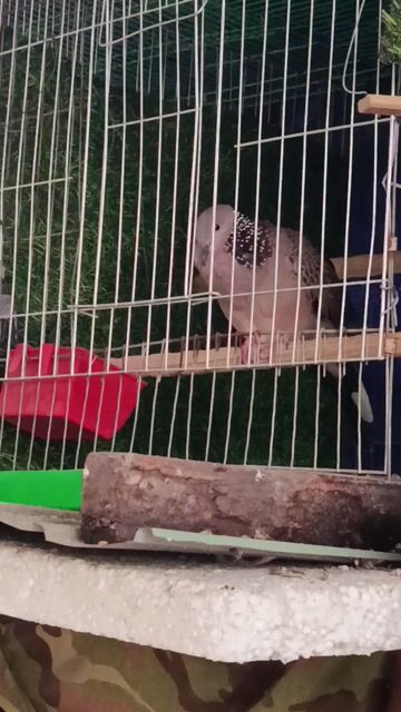Chim cu gáy Cu Malay mái tơ. Mua bán Chim tại Thành phố Thuận An Bình Dương được đăng bởi Nhan Nguyen hình 1