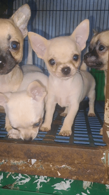 Chó Chihuahua Mini 3 Cái , 1 Đực. Mua bán Chó tại Quận Ninh Kiều Cần Thơ được đăng bởi Tường hình 1