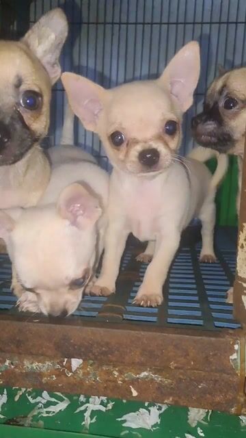 Chó Chihuahua Mini 3 Cái , 1 Đực. Mua bán Chó tại Quận Ninh Kiều Cần Thơ được đăng bởi Tường hình 1