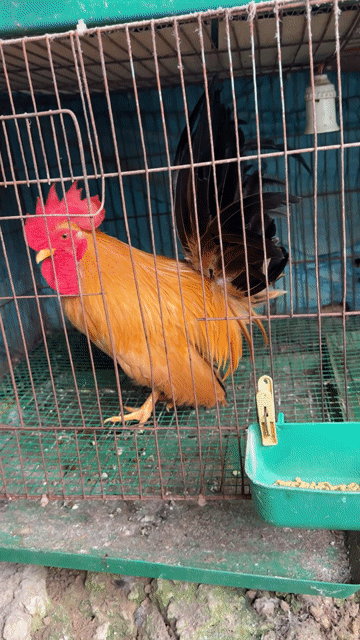 Gà tre Thái chân trung trống Vàng tàu 7 tháng. Mua bán Gà tại Quận Bắc Từ Liêm Hà Nội được đăng bởi Nguyễn đức hình 1