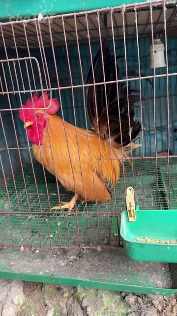 Gà tre Thái chân trung trống Vàng tàu 7 tháng. Mua bán Gà tại Quận Bắc Từ Liêm Hà Nội được đăng bởi Nguyễn đức hình 1